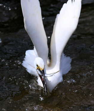 [K-Geography] Egret hunting