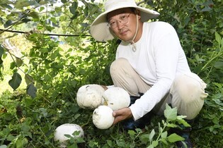 [K-Geography] Rare puffball mushrooms found at apple farm