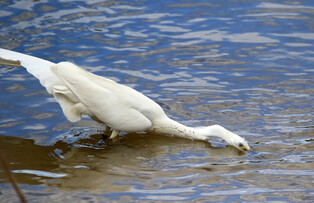 [K-Geography] Egret hunting fish