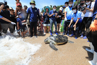 [K-Geography] Releasing sea turtles