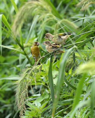 [K-Geography] Grey-capped greenfinch raising chicks