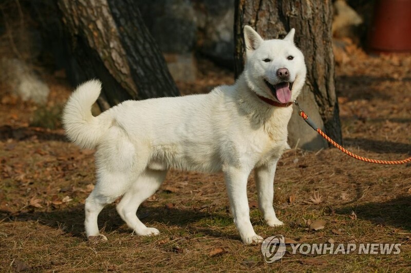집 탈출한 진돗개가 산책 나온 주민·반려견 공격