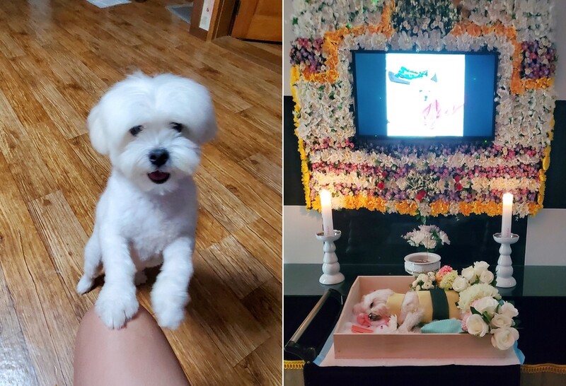 평온한 민박에 찾아온 만취 이웃…구타당한 반려견 숨져