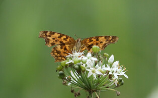 [K-Geography] Butterfly collecting honey