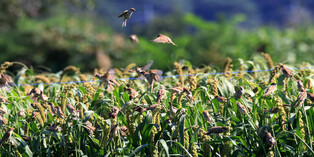 [K-Geography] Sparrows raiding grain fields