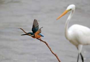 [K-Geography] When kingfisher met egret