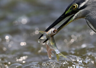 [K-Geography] Strated heron hunting