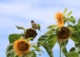 [K-Geography] Greenfinches coveting sunflowers
