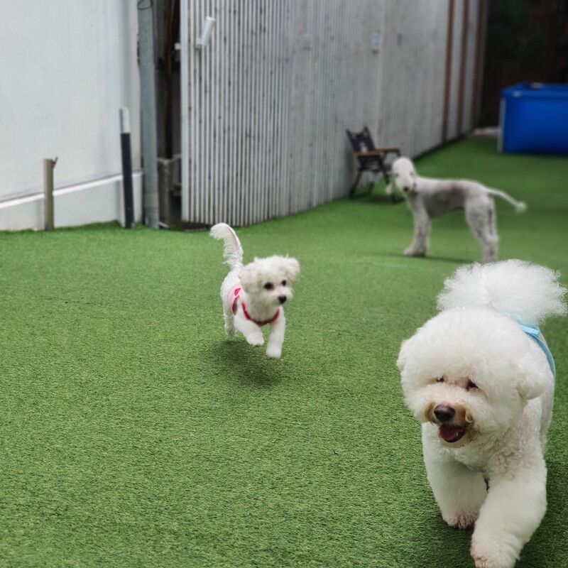 "반려견 돌봐드려요"…서울시, 사회적 약자 '펫위탁소' 운영