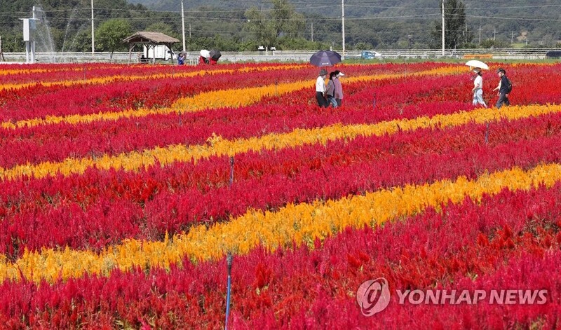 철원 고석정 꽃밭 가을철 개장…DMZ 평화 꽃송이 축제 함께 열려