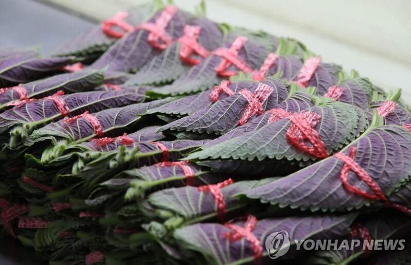 "향긋한 내음 가득"…옥천서 내달 7∼8일 깻잎축제