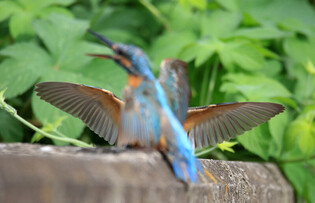 [K-Geography] Kingfishers fighting for prey