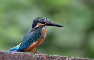 [K-Geography] Kingfisher aiming for prey