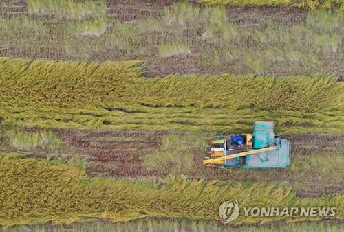 쌀소비 '뚝'…경남 벼 재배면적 10년간 매년 줄어도 자급률 100%