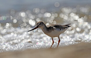 [K-Geography] Sandpiper looking for prey