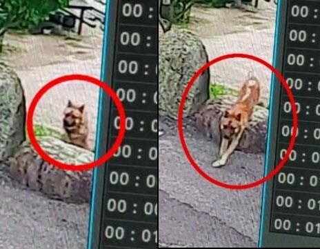 [OK!제보] 묶여 있던 개가 갑자기 덮쳐…4살 여아 중환자실 입원