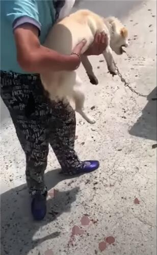 오토바이에 반려견 매달아 끌고 다닌 70대 견주 입건