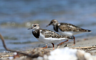 [K-Geography] Ruddy turnstones walking by river