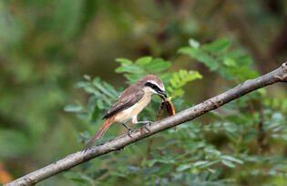 [K-Geography] Shrike hunting