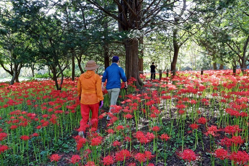 [픽! 정읍] 내장산수목원에 '가을 전령' 꽃무릇 활짝