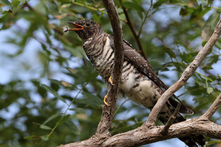 [K-Geography] Lesser cuckoo hunting caterpillar
