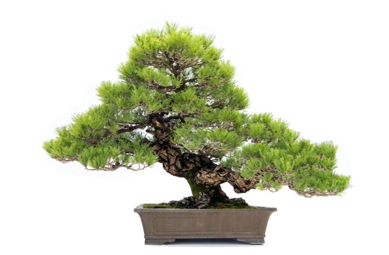 [세종소식] 국립세종수목원서 20일부터 송백 분재 사진전