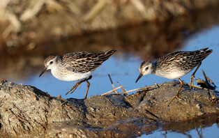 [K-Geography] Long-toed stints looking for food