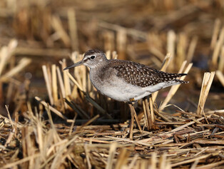 [K-Geography] Wood sandpiper searching for prey