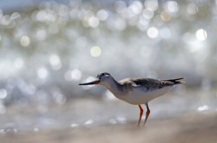 [K-Geography] Sandpiper walking around
