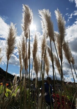 [K-Geography] Pampas grass in bloom