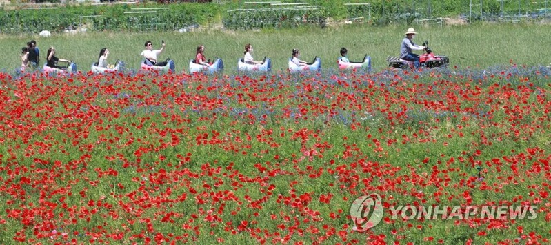 2022 원주시 용수골 가을꽃 축제 23일 개막