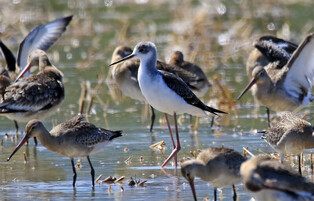 [K-Geography] Black-winged stilts walking around lake