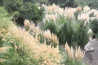 [K-Geography] Field of pampas grass