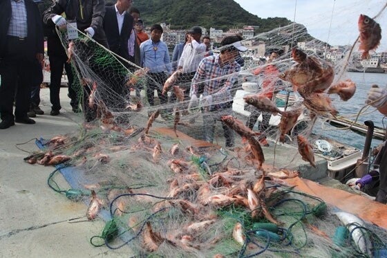'섬 불볼락 축제' 신안 홍도서 30~31일 개최