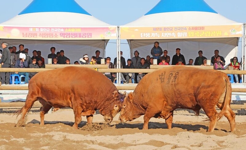 '힘센 소' 총집합…함안 전국민속 소 힘겨루기대회 22일 개막