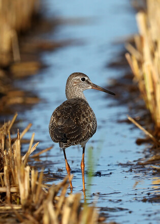 [K-Geography] Redshank searching for food