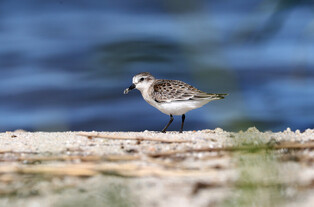[K-Geography] Sanderling walking around riverside