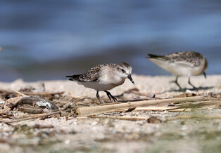 [K-Geography] Sanderlings searching for food