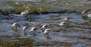 [K-Geography] Sanderlings searching for prey
