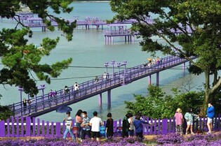 Purple Aster Festival to be held at Purple Island on Sept. 30