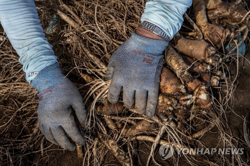 파주시, 6년근 개성 인삼 수확 개시…생산량 121t 전망