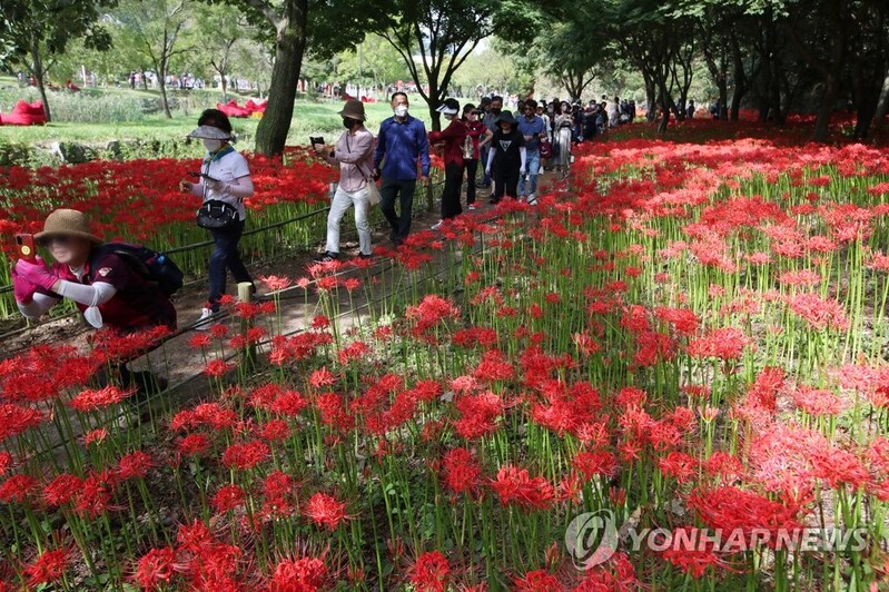 '가을 꽃놀이' 영광 불갑산 상사화 축제 40만명 다녀가