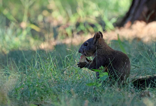 [K-Geography] Red squirrel busy eating