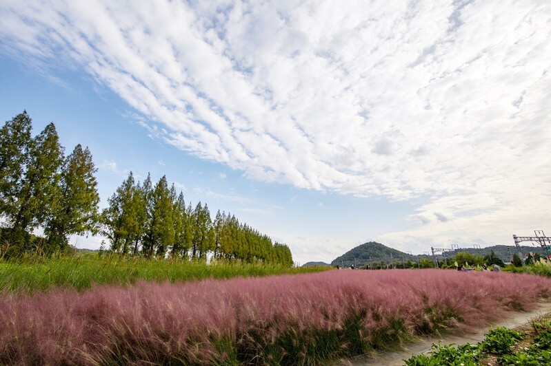 "세종시 정원 구경 오세요" 내달 1∼3일 '오픈가든 페스티벌'