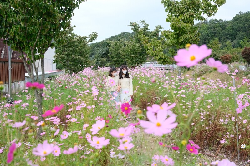 [픽! 영동] 가을꽃으로 물든 노근리평화공원