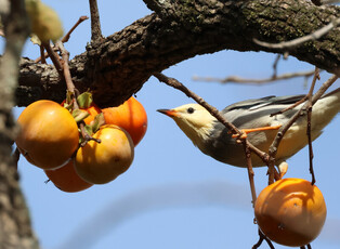 [K-Geography] Red-billed starling's rich table
