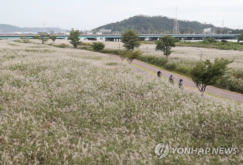 울산 태화강 하구 '물억새 군락지' 생태 관찰장 운영