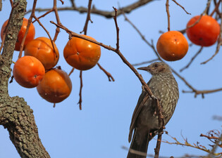 [K-Geography] Brown-eared bulbul's dining table