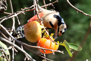 [K-Geography] Great spotted woodpecker eating food