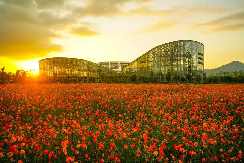 국립세종수목원 사진공모전 최우수상에 '노을 속 황화코스모스'